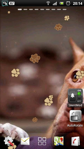 免費下載個人化APP|Pitbull Dog Live Wallpaper app開箱文|APP開箱王