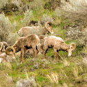 California Bighorn Sheep
