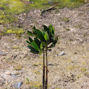 Red Mangrove