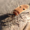 Unknown hemipteran (true bug)