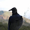 chulo - buitre negro americano - black vulture