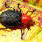 Galerucine leaf beetle