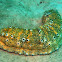 Ocellated sea cucumber