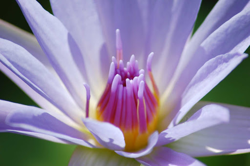 A tropical flower on St. Vincent and the Grenadines. 