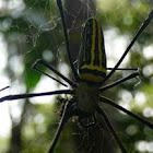 Golden Orb-web Spider