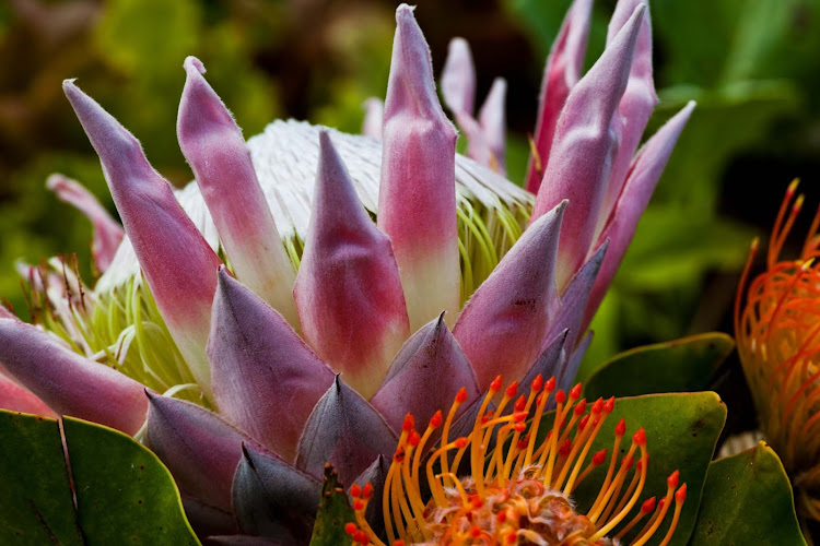 A colorful farm flower on the north shore of Oahu. 