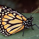 Southern Monarch butterfly