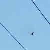 Common Buzzard(Águia de asa redonda)