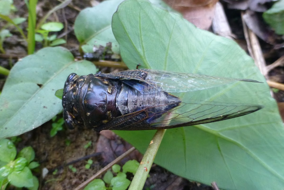 Translucent Cicada