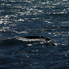 Northern Minke Whale