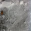 Mystery footprint in ice