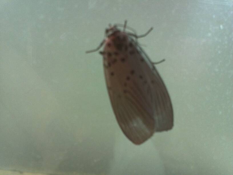 zygaenid moth