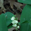 Lilly of the Valley