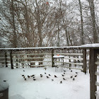 Eastern Phoebe