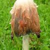 Shaggy ink cap