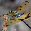 Variegated Flutterer Dragonfly