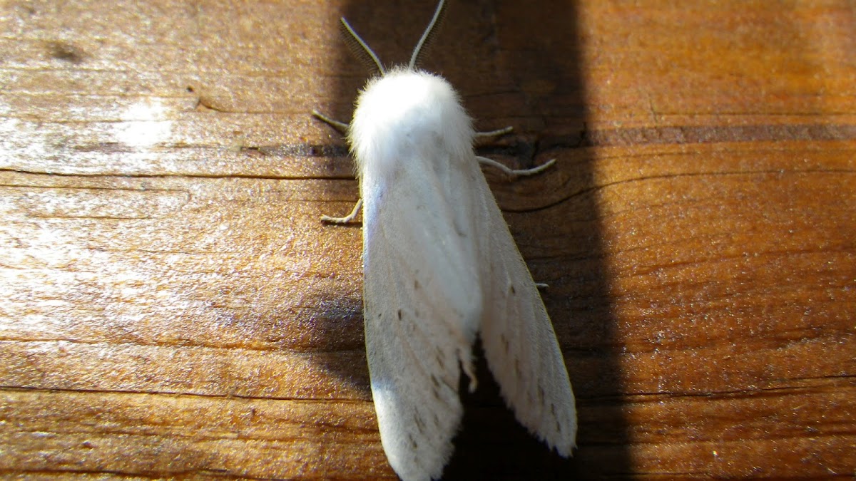 Isabella Tiger Moth-wooly bear Moth