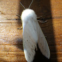 Isabella Tiger Moth-wooly bear Moth