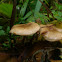 Sticky Scalycap Mushroom/Bleekgele bundelzwam