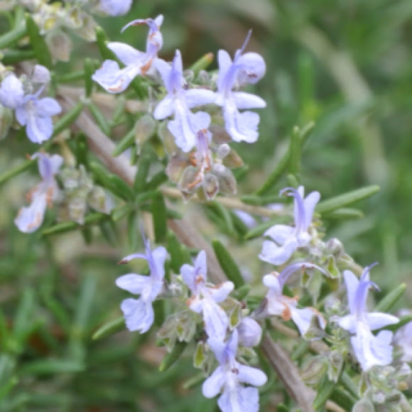 Trailing Rosemary Project Noah