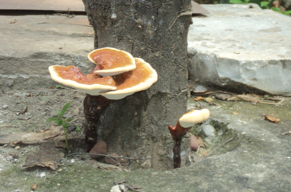 Bracket fungus and Lingzhi mushroom