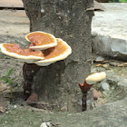 Bracket fungus and Lingzhi mushroom