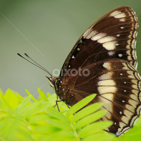 Danaid Eggfly by Sankar Singha - Animals Insects & Spiders