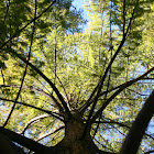 Bald Cypress Canopy