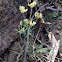 nineleaf biscuitroot