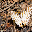 African map butterfly
