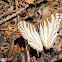 African map butterfly