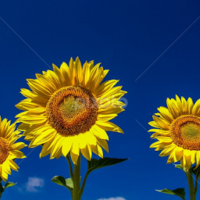 Alentejo by Luis Reininho - Landscapes Prairies, Meadows & Fields