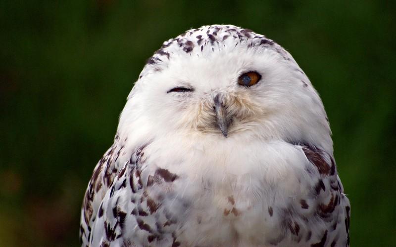 Snowy Owl  Bird HD Wallpaper  Android  Apps on Google Play