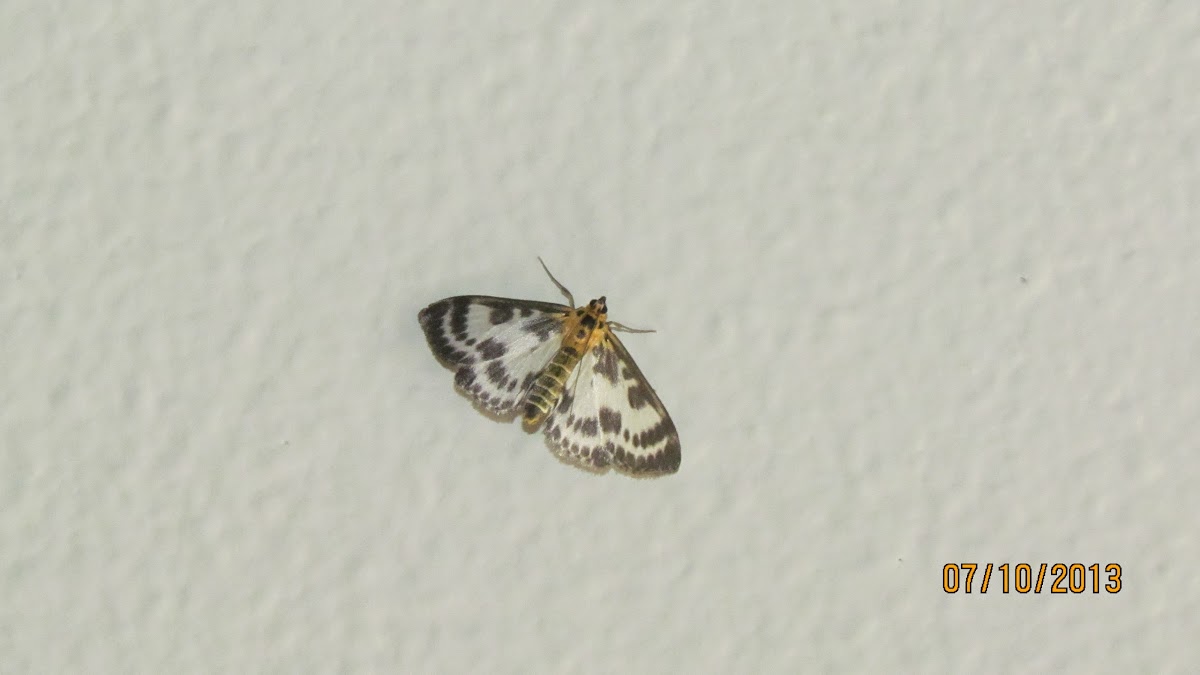 Small magpie moth