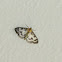 Small magpie moth