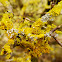 Yellow Lichen