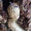 Carolina Mantleslug
