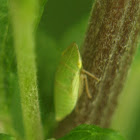 Unknown Leafhopper Nymph