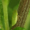 Unknown Leafhopper Nymph