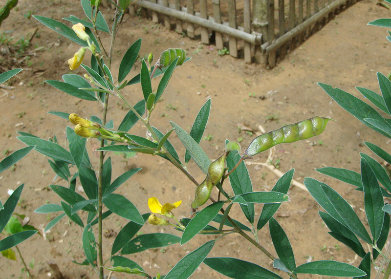 Pigeon pea