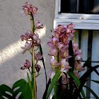 Debdrobium orchid