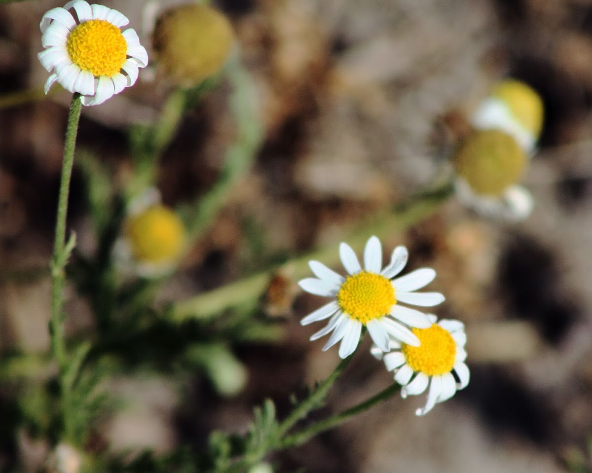 Chamomile flower