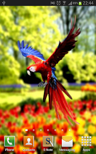 Amazing Parrots Wallpapers Screenshots 4