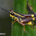 Yellow Striped Grasshopper