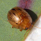 Faex Beetle