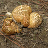 Descomyces albellus fungi