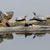 Turtles