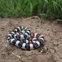 Plains Milksnake