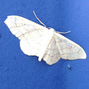 Common white wave moth