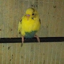 My bird